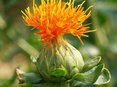 Safflower Oil