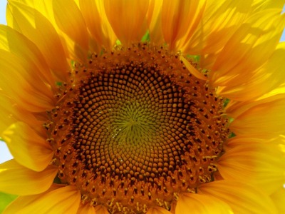 Sunflower Oil