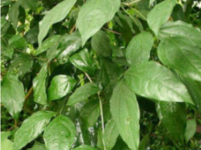 Organic Anti-Ache Formula