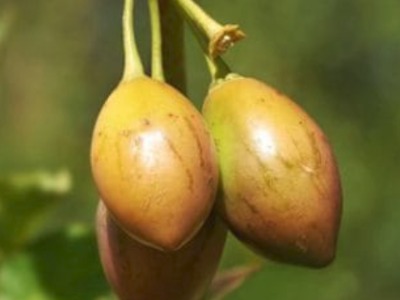 Marula Oil