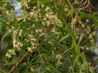 Neem Oil