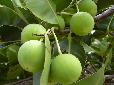 Tamanu Oil