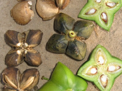 Sacha Inchi Seed Oil