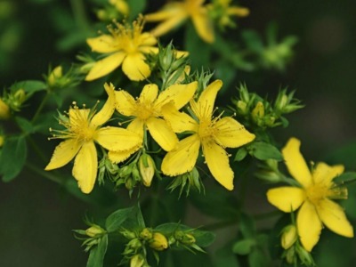 St Johns Wort Oil Infusion
