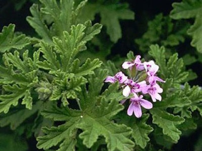 Geranium Oil
