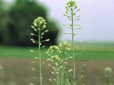 Camelina Oil