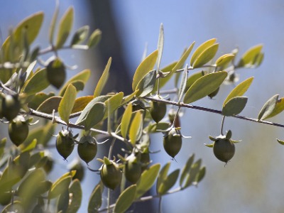 Jojoba Oil