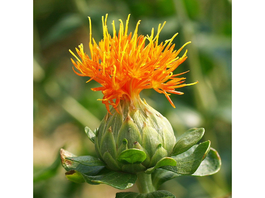 Safflower Oil