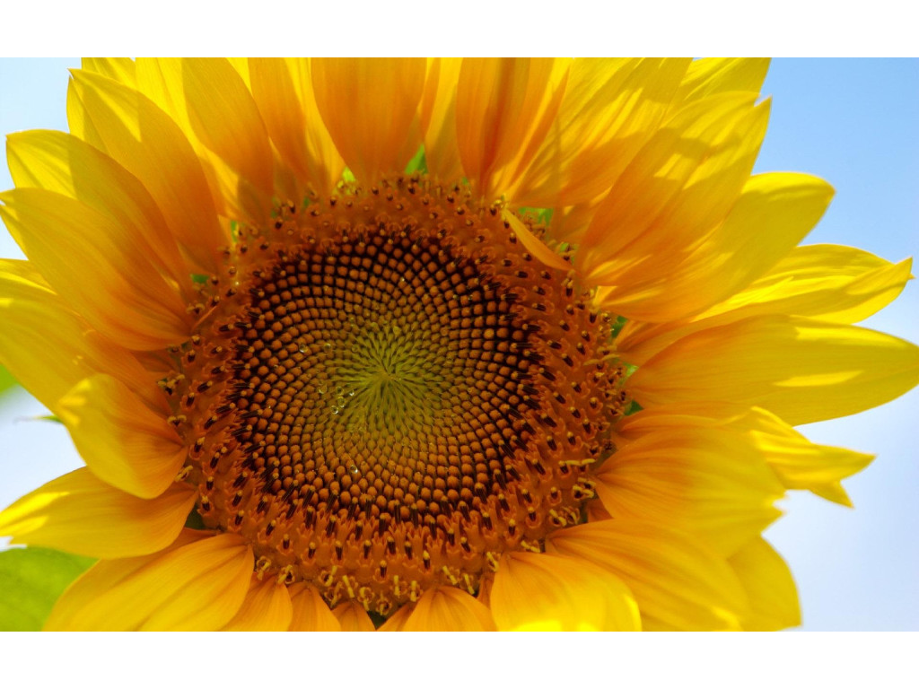 Sunflower Oil