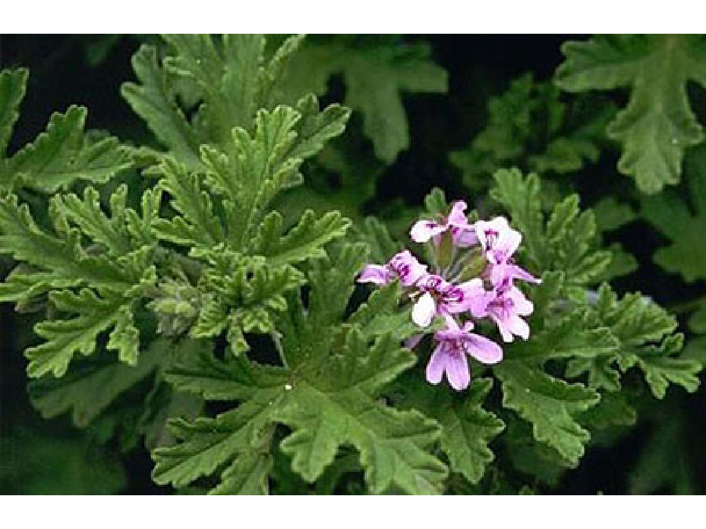Geranium Oil