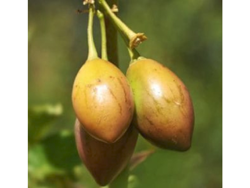 Marula Oil