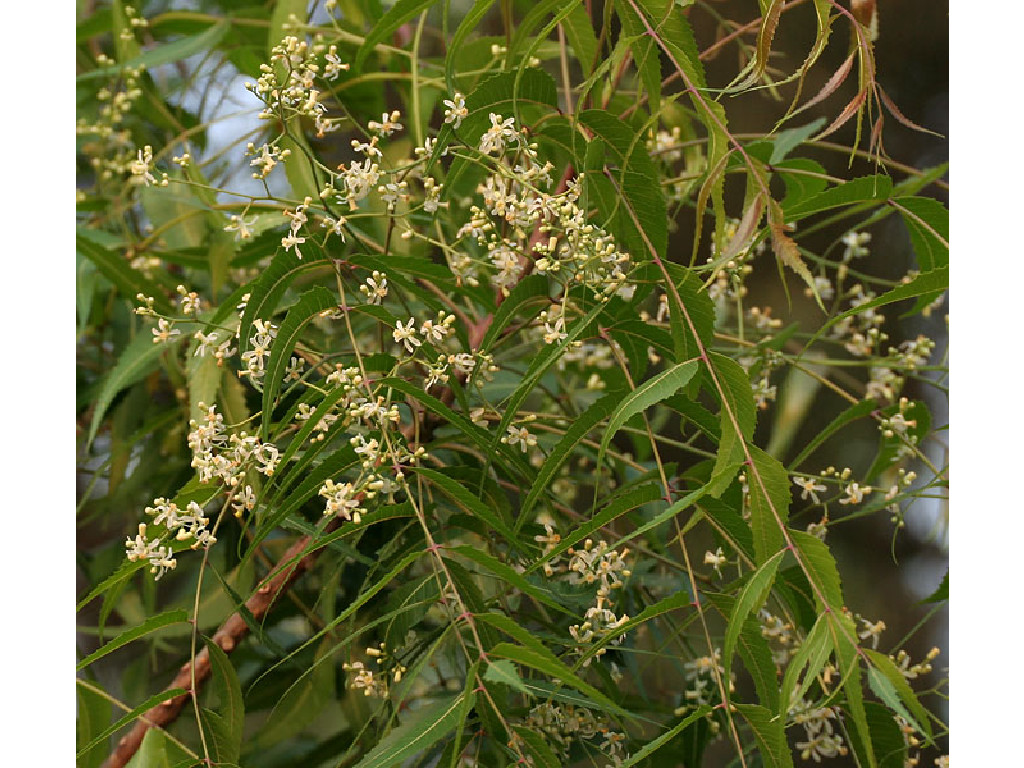 Neem Oil