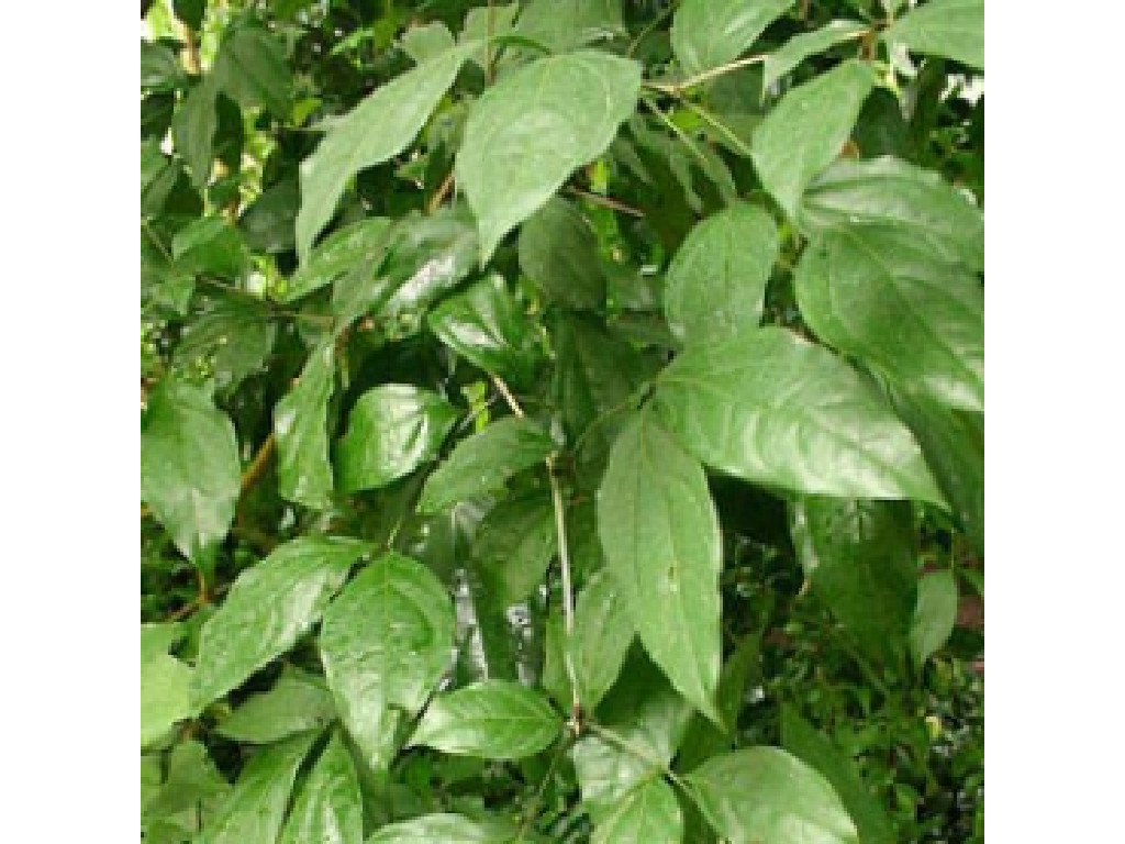 Organic Anti-Ache Formula