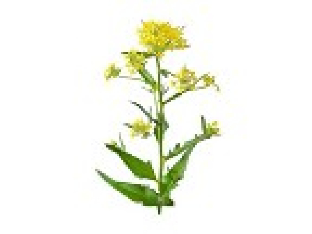 Camelina Oil
