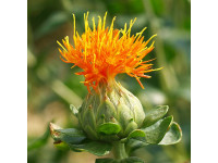Safflower Oil