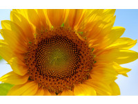 Sunflower Oil