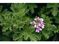 Geranium Oil