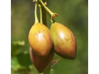 Marula Oil