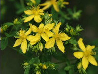 St John's Wort Infused Oil