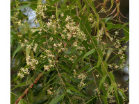 Neem Oil
