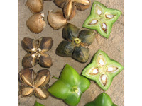 Sacha Inchi Seed Oil