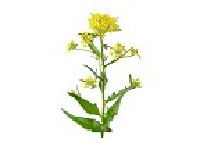 Camelina Oil