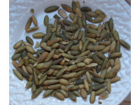 Pumpkin Seed Oil
